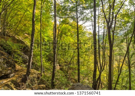 Green forest near town of Devin, Rhodope Mountains, Bulgaria