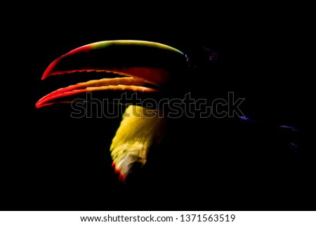 (Ramphastos sulfuratus) Keel-billed Toucan