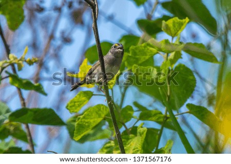 Grassland Sparrow photographed in Burarama, a district of the Cachoeiro de Itapemirim County, in Espirito Santo. Picture made in 2018.