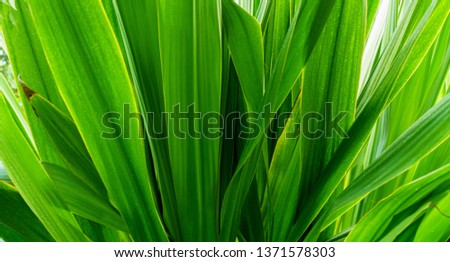 Green leaves texture. Fresh spring tropical leaves background