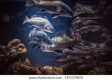 Group of fish underwater floating near the reef. Underwater world
