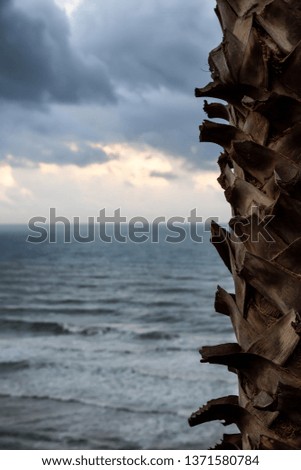 Close up of a palm tree trunk with the ocean in the background during a cloudy sunrise. Taken in Netanya, Israel.