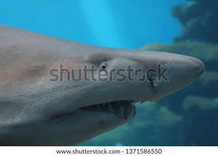 sand tiger shark swimming underwater stock, photo, photograph, image, picture