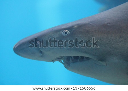 sand shark or tiger shark swimming underwater stock, photo, photograph, image, picture