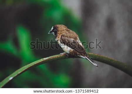 The beautiful Amadina bird sits on the green leaves of a tree branch. Close-up