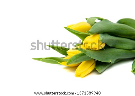 Yellow tulips on a white background. The concept of handing flowers to a woman, girl. Beautiful tulips and flowers, mother's day, women's day.