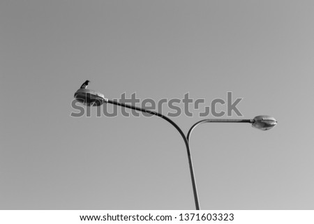 crow is sitting on a pillar. Black and white picture. Black bird. Grey color.