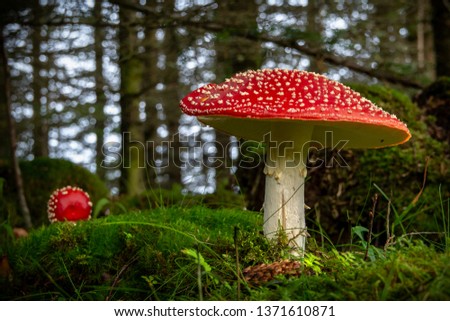 Red fly mushroom on green background.toadstool,macro,natural,spotted,beautiful,fly,closeup,green,grass,dangerous,toxic,fungi,season,poisonous,red,forest,fungus,autumn,nature,mushroom
 Royalty-Free Stock Photo #1371610871