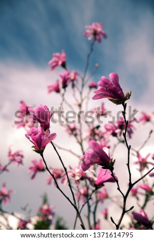 Vertical Picture of Purple-pink Flowers of Star Magnolia Tree