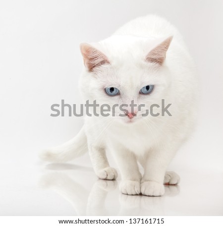 White cat with Blue eyes