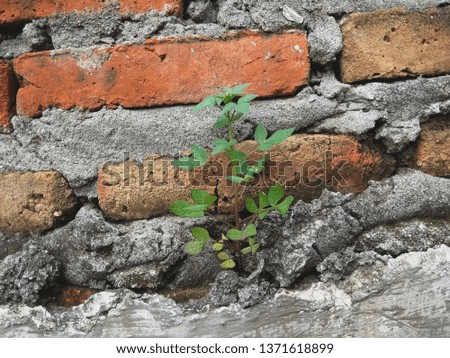 Brick Wall Texture Stock Photo Image