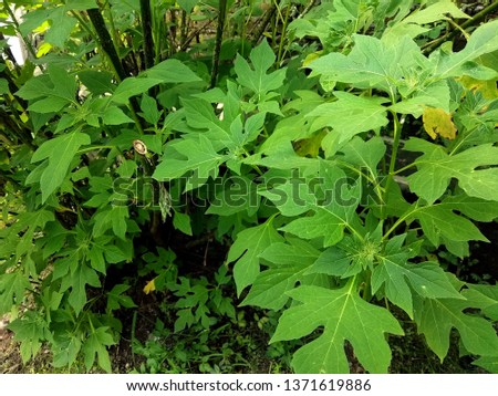Green Leaf Stock Photo Image