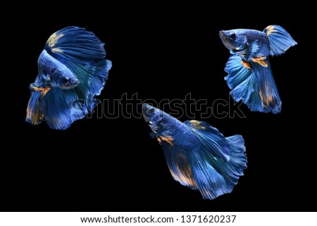 three blue betta fish
