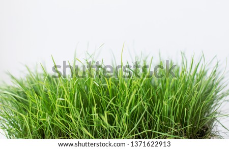 Young fresh  grass isolated  on a white background for design and a template. Summer green organic concept. With space for text.