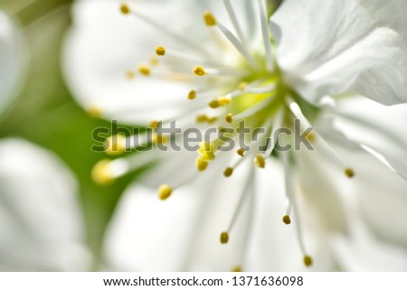 Beautiful cherry blossom in the spring garden, sakura in spring time. Close-up and macro