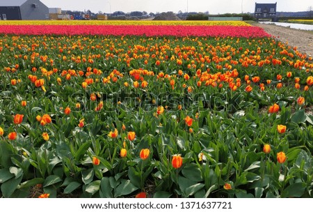 Tulip season in Holland. Amsterdam, 13/04/2019