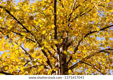 yellow leafs of tree an autumn on the sky background. nature, seasonal.
