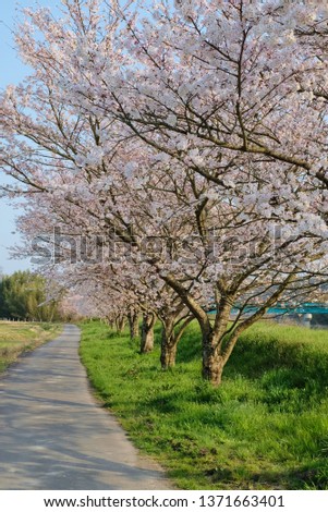 A row of cherry-blossom trees beside the river bank. An April scenes in Japan.