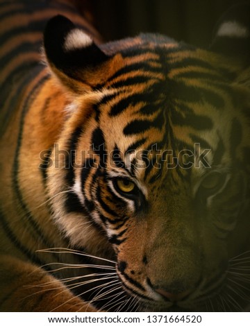 Portrai of Sumatran Tiger