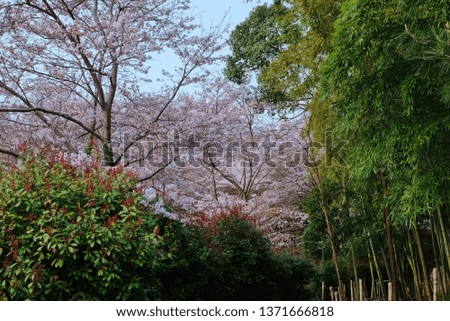 cherry blossoms and bamboo, Kyoto, Japan