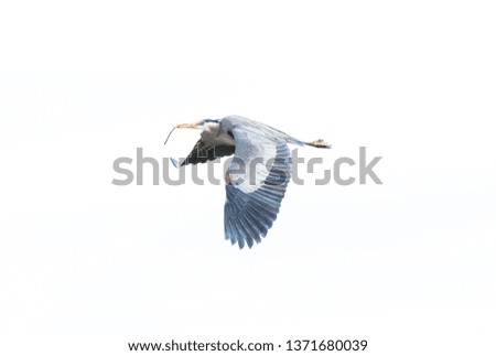 Great Blue Heron In Flight Isolated on White Background