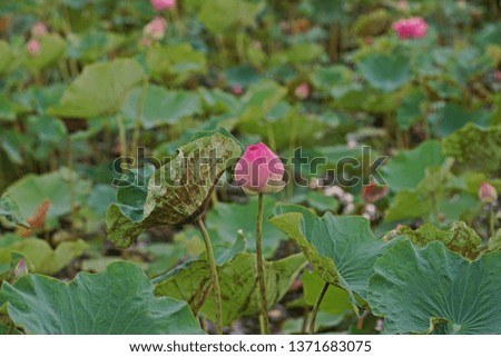 lotus flower, production for its' flower in Thailand