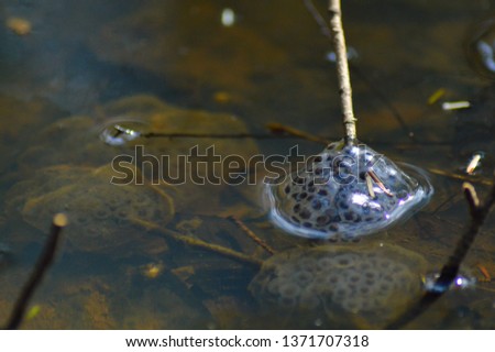 Egg mass of the spotted salamander found in a temporary vernal pool in the woods of Pennsylvania.