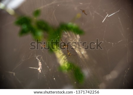 a black and yellow spider with long legs in the middle of a web with blurred surroundings