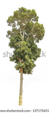 Isolate pictures of green tree. Large perennial on white background. tree dicut at isolated. Use for create the accompanying printed materials and website. Used for teaching biology of plants. 