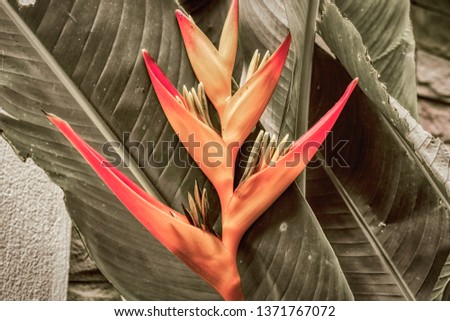 This beautiful photo shows a beautiful exotic flower. The photo was taken in Hua Hin in Thailand