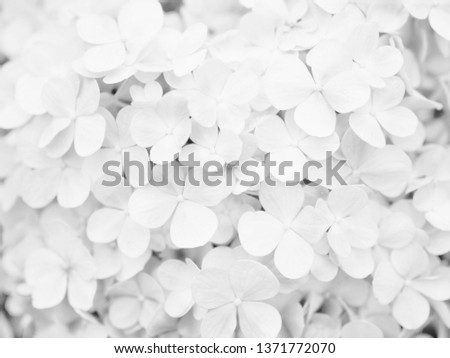 Close up petal Hydrangea Macrophylla flowers for nature background. White tone picture.