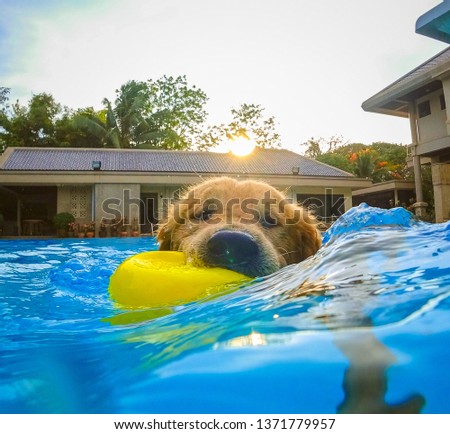 Golden Retriever (Dog) Exercises in swimming pool Royalty-Free Stock Photo #1371779957