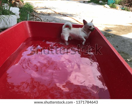 Adorable French bulldog puppy and Chihuahua dog bathing in the small basin, it want to take a shower to relieve the heat in summer.