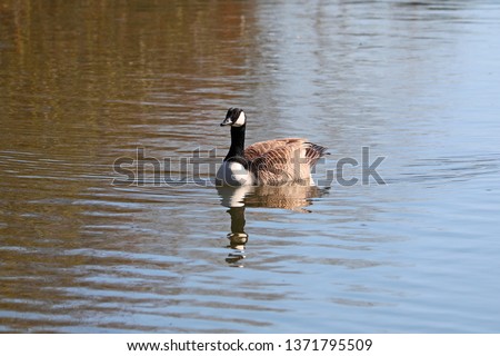 Canada goose Latin branta canadensis family anatidae swimming in a pond in the University Parks in Oxford UK in spring