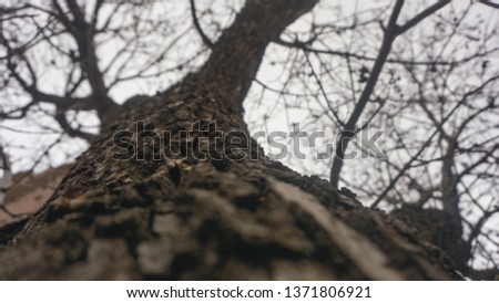  trees, close ups