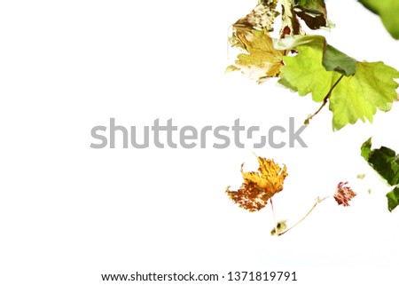 Dried grape leaf texture