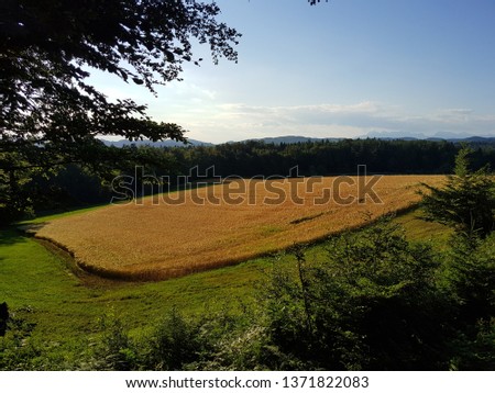 Wheat field in forest. Agriculture in Slovenia. Field in the middle of the forests and moutains behind the field. Picture was taken on 20th of June 2019.