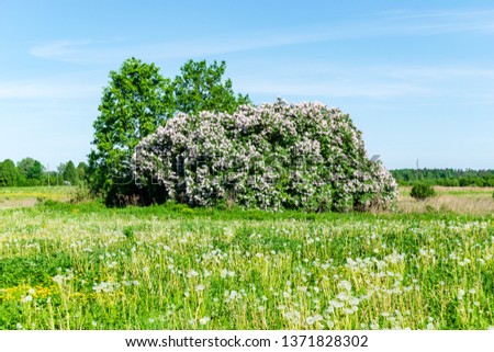 lilac bushes blooming in spring in green meadow