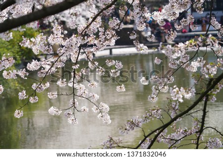 The beautiful cherry blossoms blooming along the bank of the lake in the park in spring