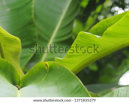 natural green real tropical banana leaf texture surface not vector authentic shot in nature under natural sunlight as picture backdrop or background