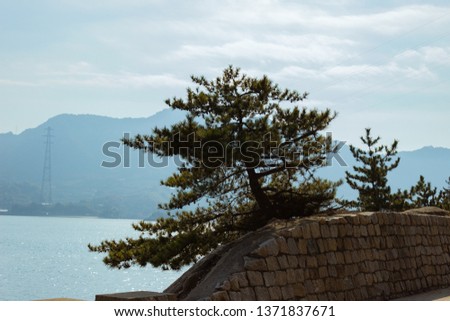 Beautiful green Japanese tree along the shoreline of Rabbit Island with a hazy blue sky and mountains in the background