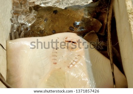 A picture of dead stingrays in the restaurant to be cook in Port Dickson, Malaysia.