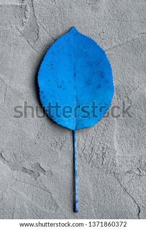 blue colored autumn leaf on a gray plaster background, autumn postcard