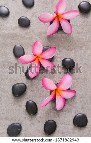 Three frangipani and zen basalt stones isolated on gray background

