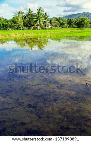 Water reflection in the rice fields. El Nido, Philippines. January 2, 2019.