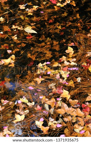 Leaves falling in water