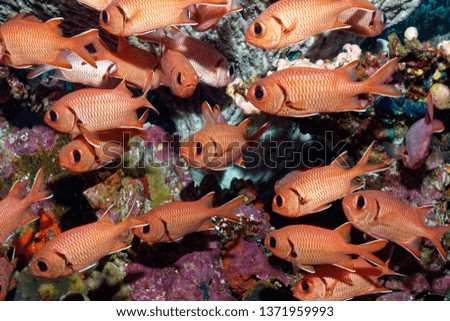 colourful red soldier fishes hiding under small cave 