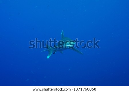 oceanic shark swimming towards diver