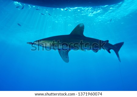 beautiful oceanic white tip shark swimming near scuba divers under the boat