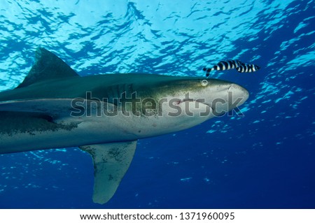 oceanic white shark coming very close to scuba diver